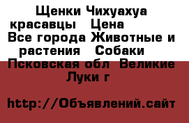 Щенки Чихуахуа красавцы › Цена ­ 9 000 - Все города Животные и растения » Собаки   . Псковская обл.,Великие Луки г.